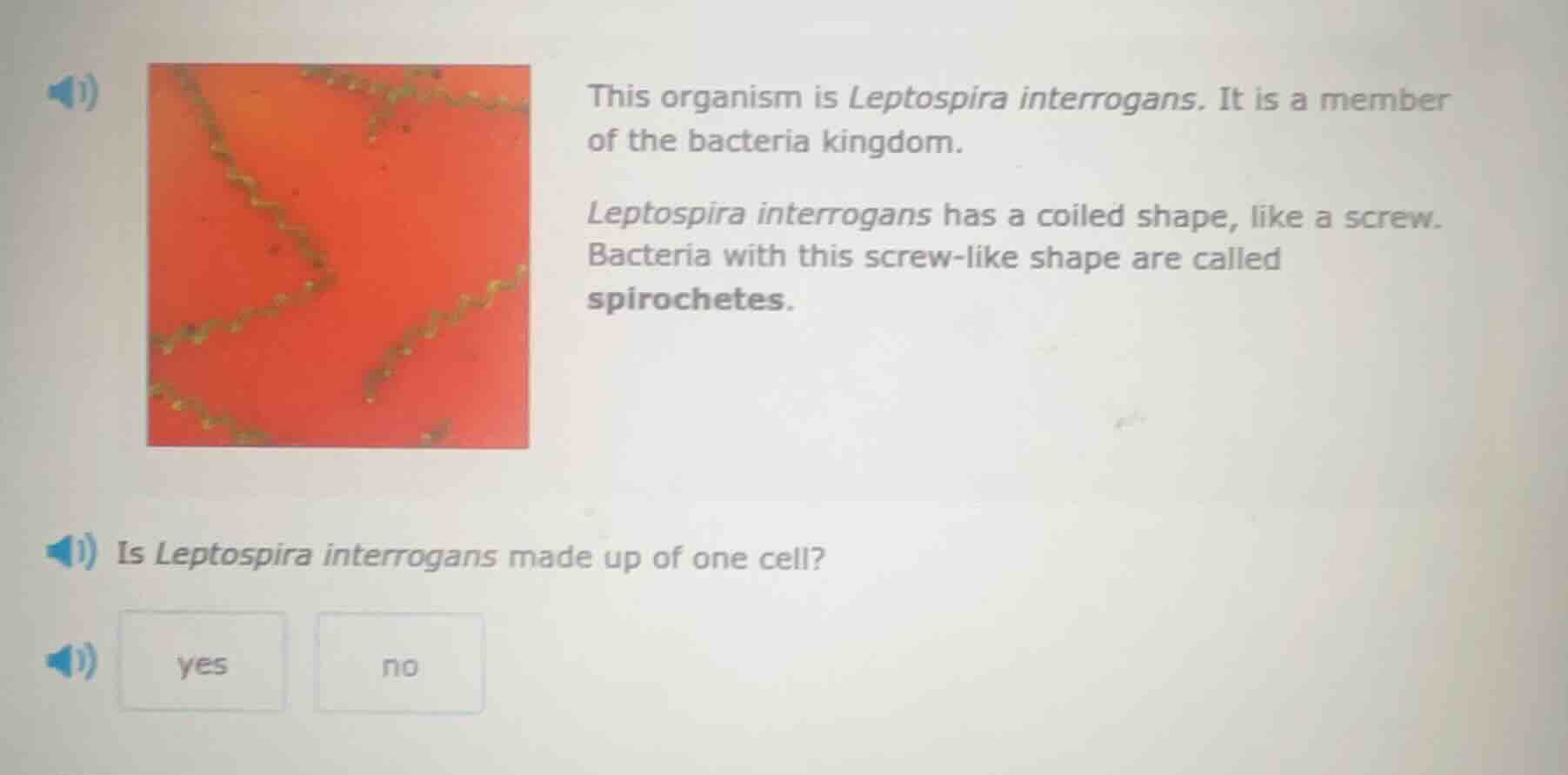 this organism is leptospira interrogans. it is a member of the bacteria…
