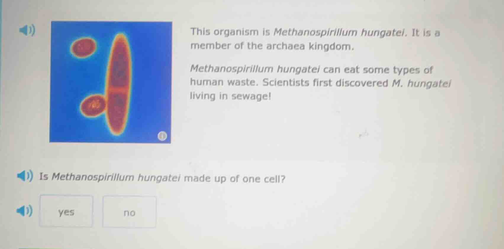 this organism is methanospirillum hungatei. it is a member of the archa…