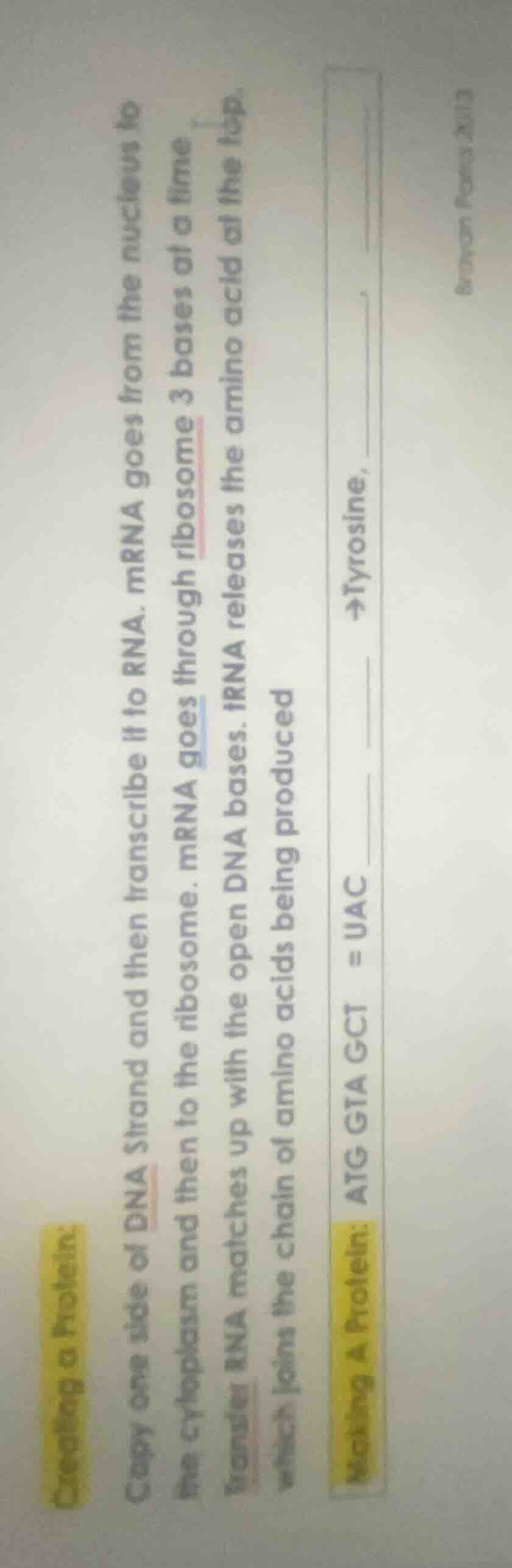 creating a protein copy one side of dna strand and then transcribe it t…