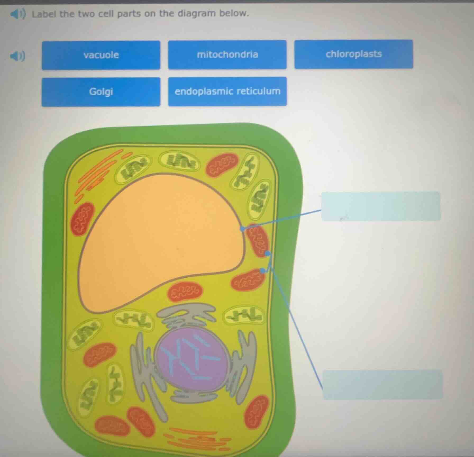 label the two cell parts on the diagram below. vacuole mitochondria chl…