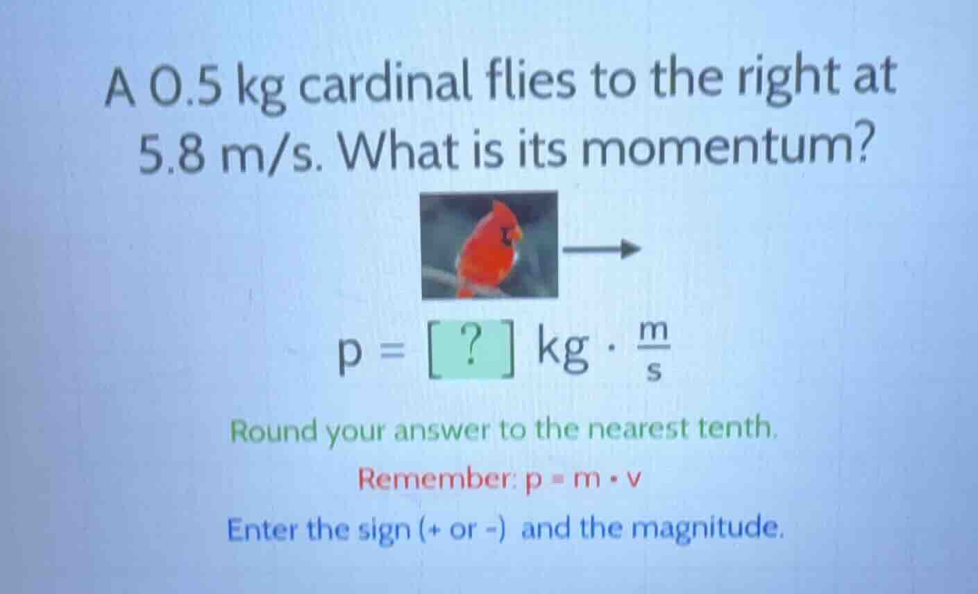 a 0.5 kg cardinal flies to the right at 5.8 m/s. what is its momentum? …