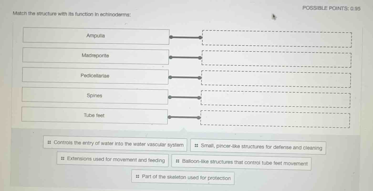 match the structure with its function in echinoderms: ampulla madrepori…