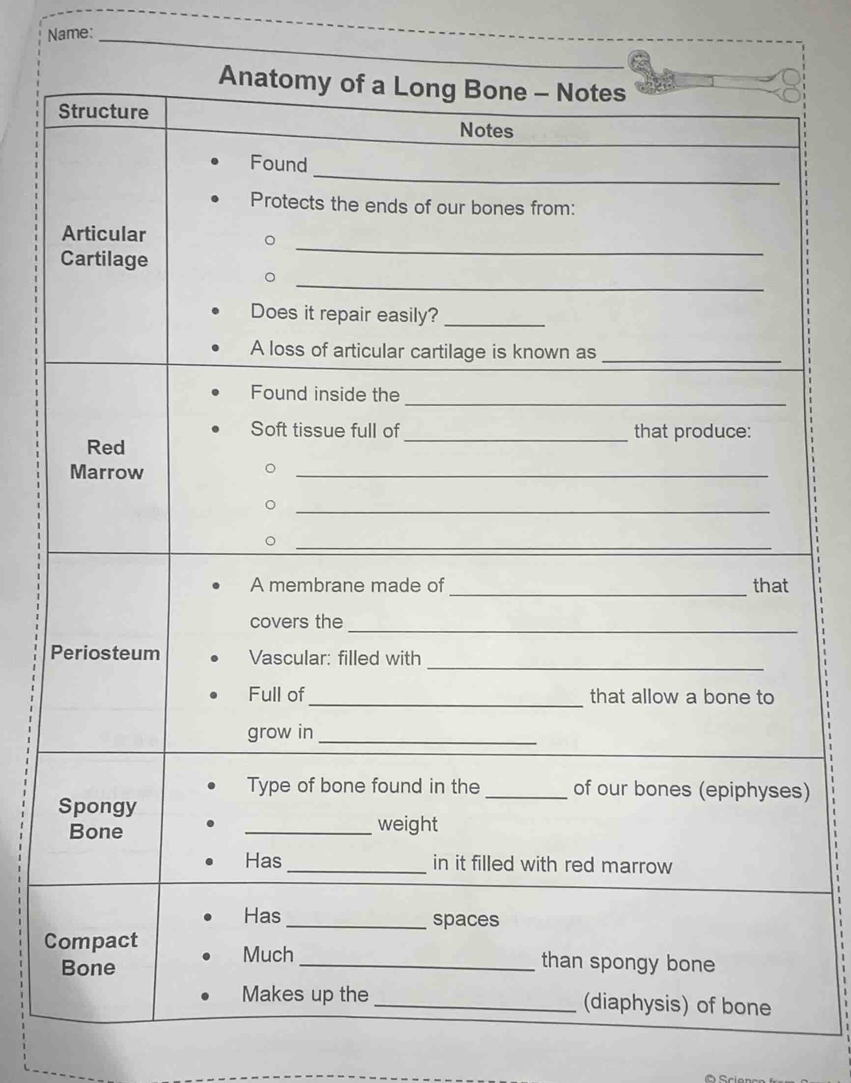 name: anatomy of a long bone – notes structure\tnotes articular cartila…