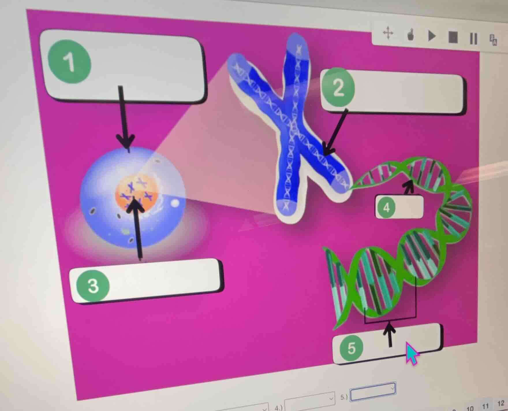 the image shows a diagram related to cell structure and dna, with label…