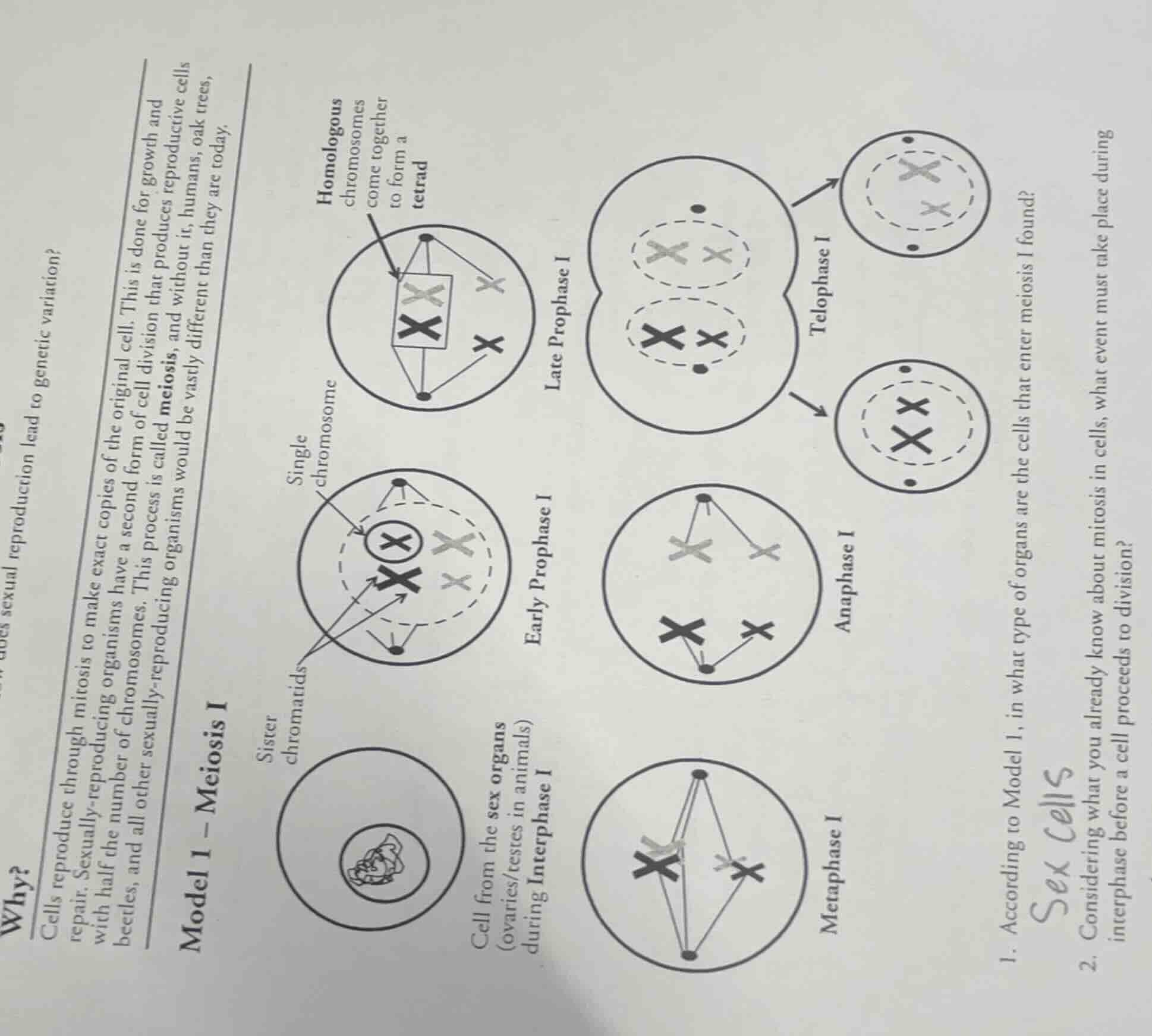 why? how does sexual reproduction lead to genetic variation? cells repr…