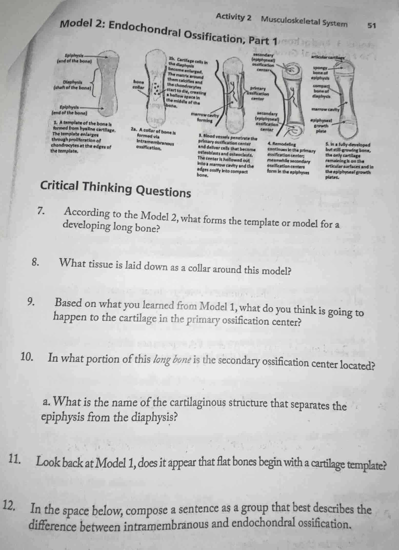 model 2: endochondral ossification, part 1 activity 2 musculoskeletal s…