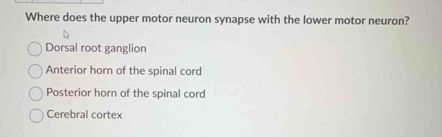 where does the upper motor neuron synapse with the lower motor neuron? …