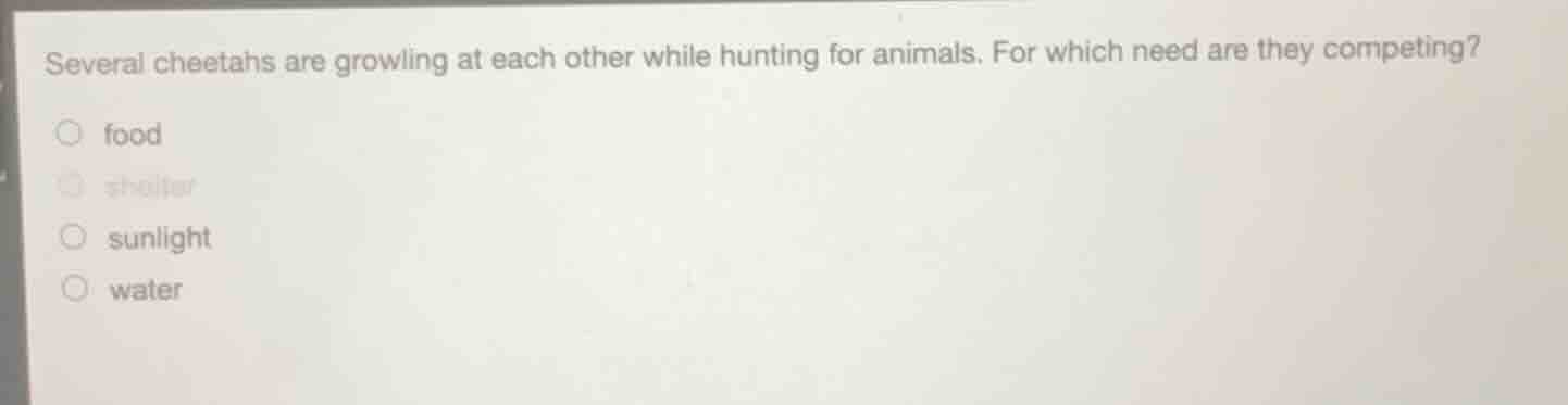 several cheetahs are growling at each other while hunting for animals. …