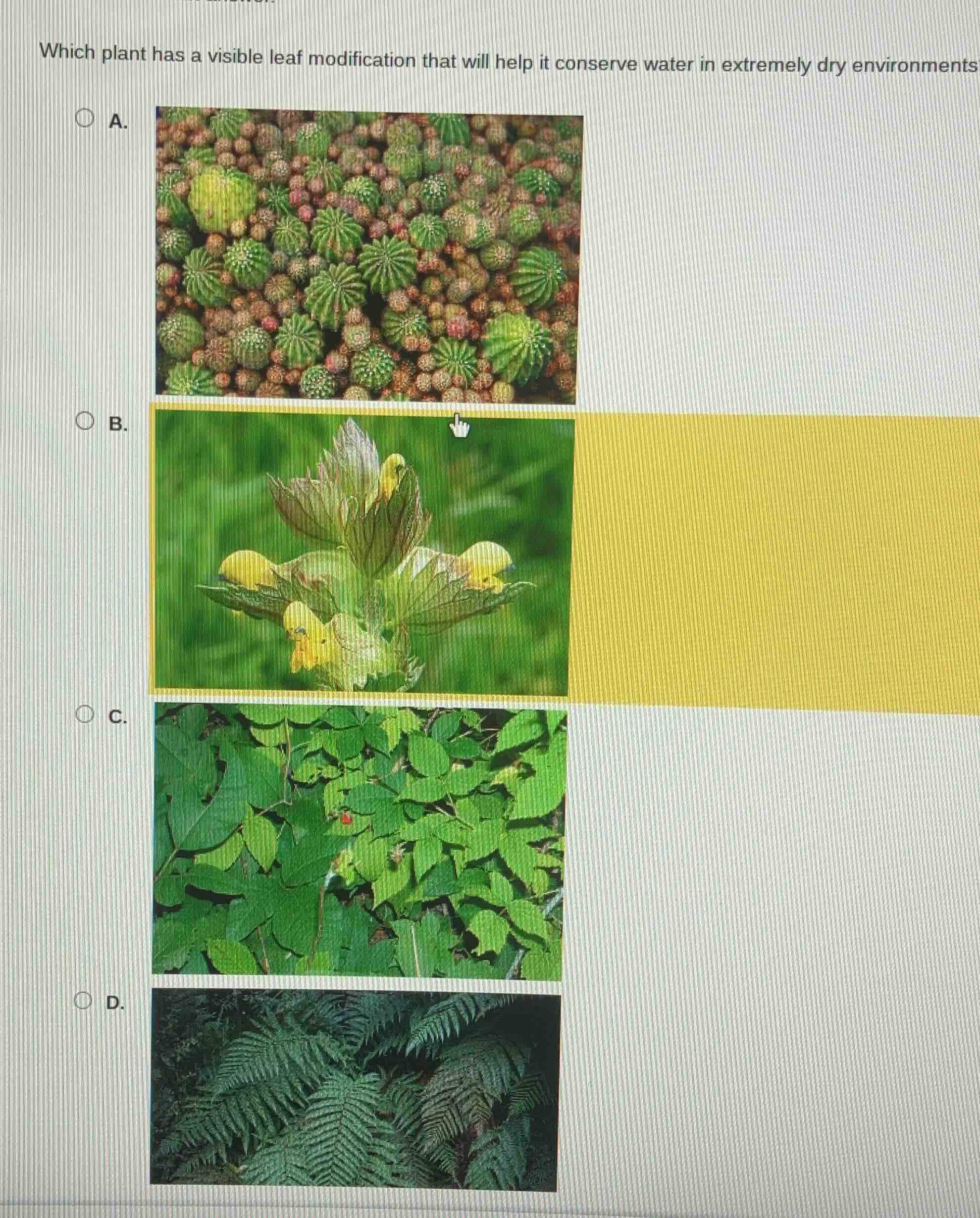 which plant has a visible leaf modification that will help it conserve …