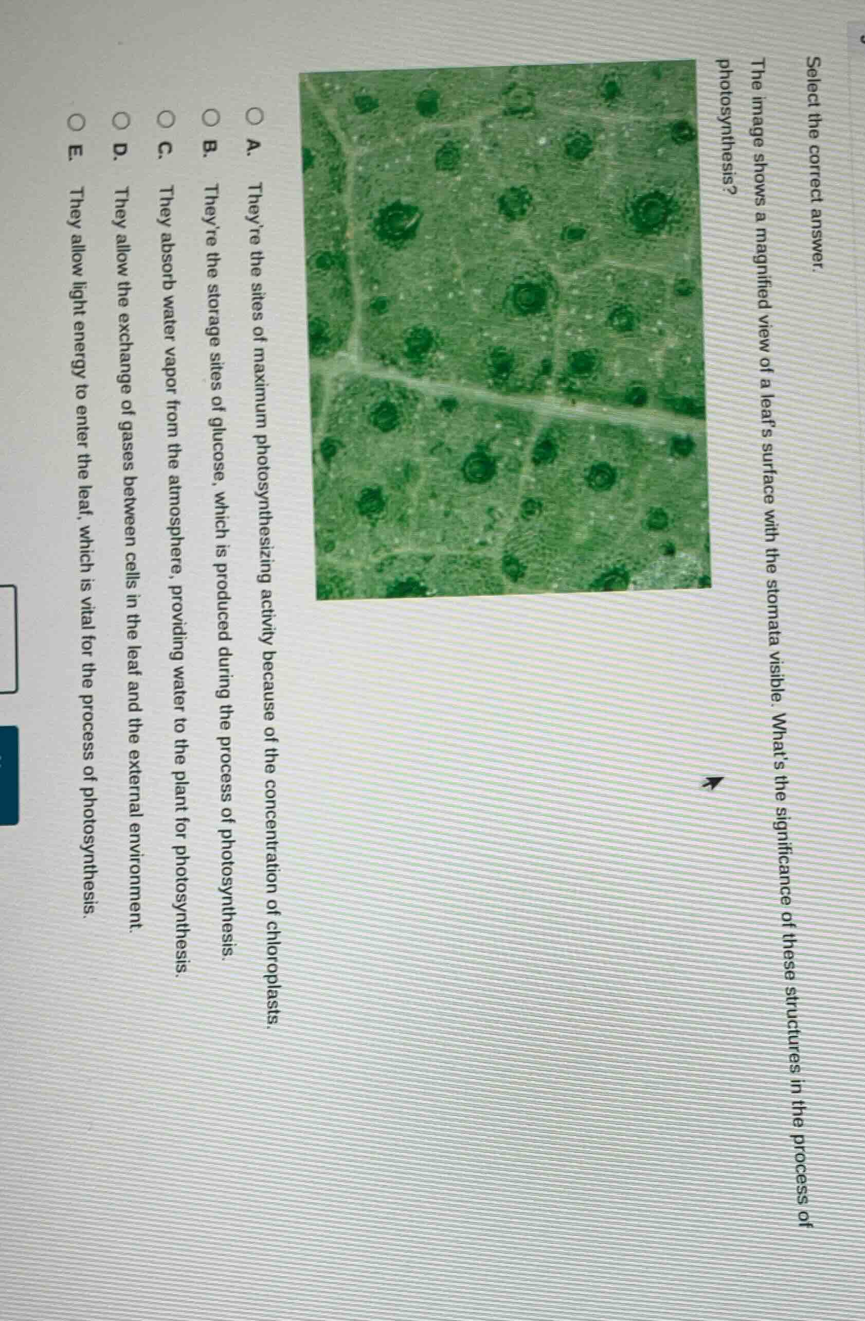 select the correct answer. the image shows a magnified view of a leaf’s…