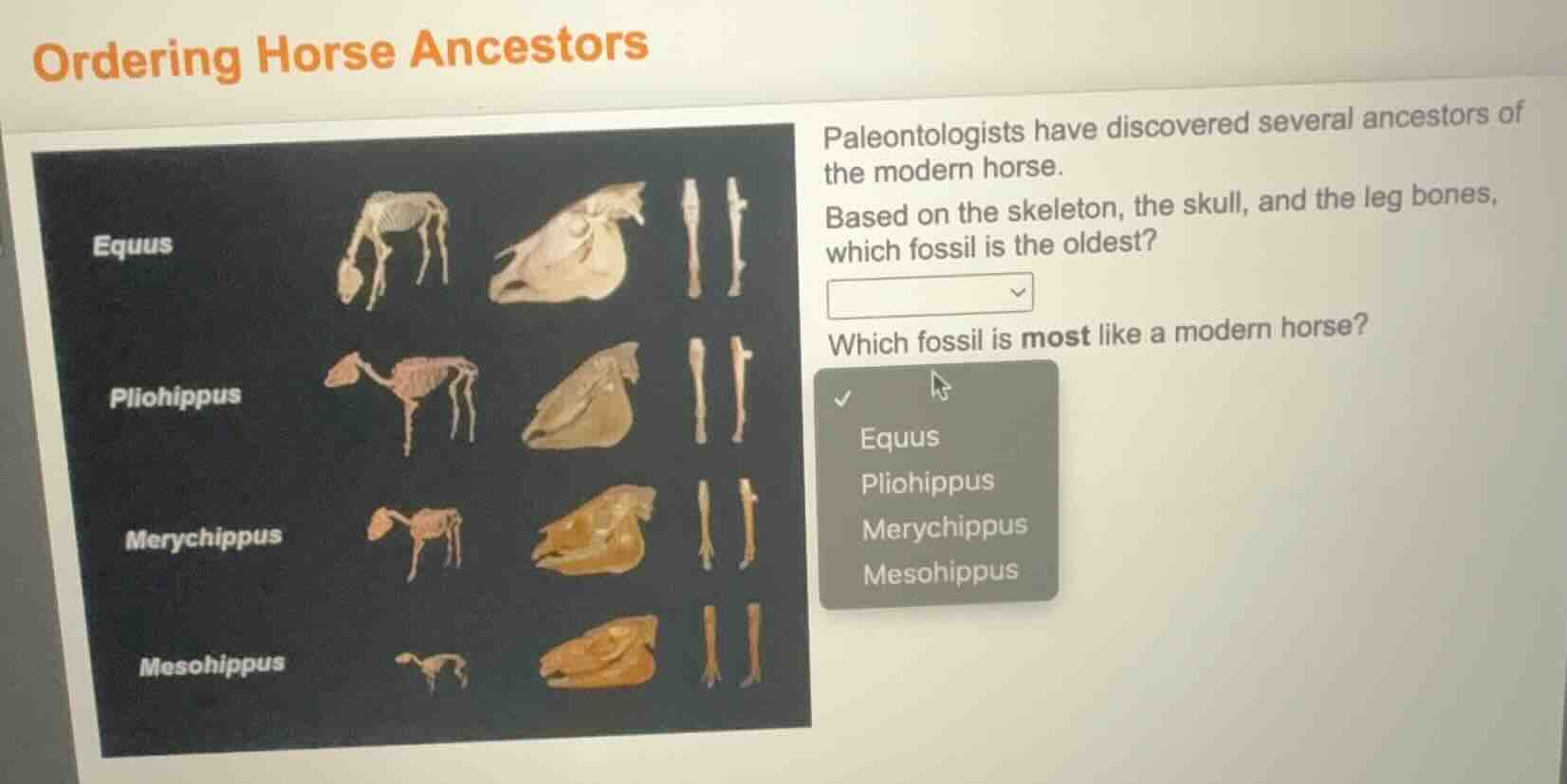 ordering horse ancestors paleontologists have discovered several ancest…