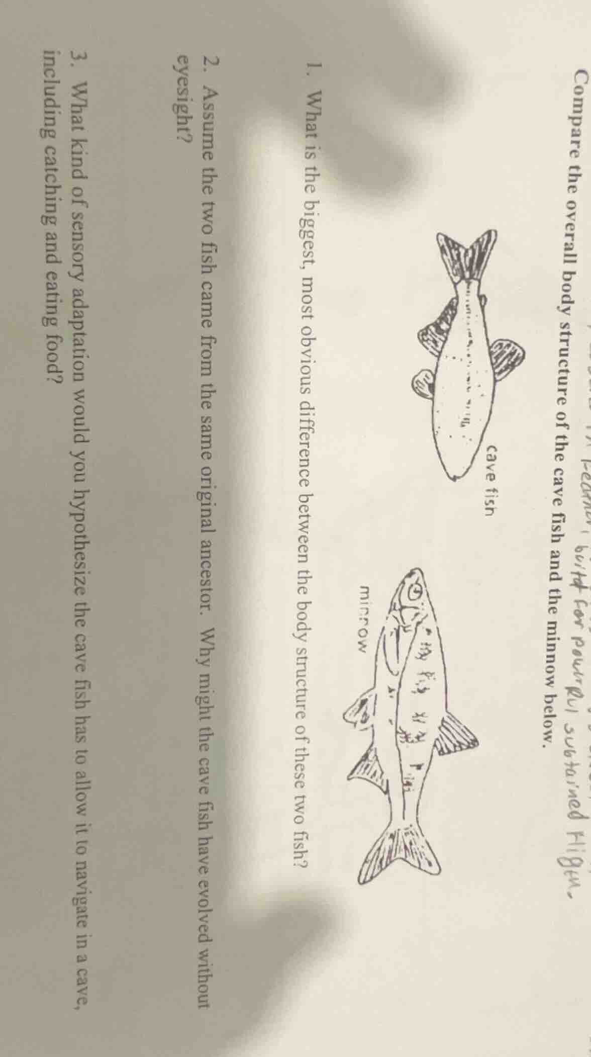 compare the overall body structure of the cave fish and the minnow belo…