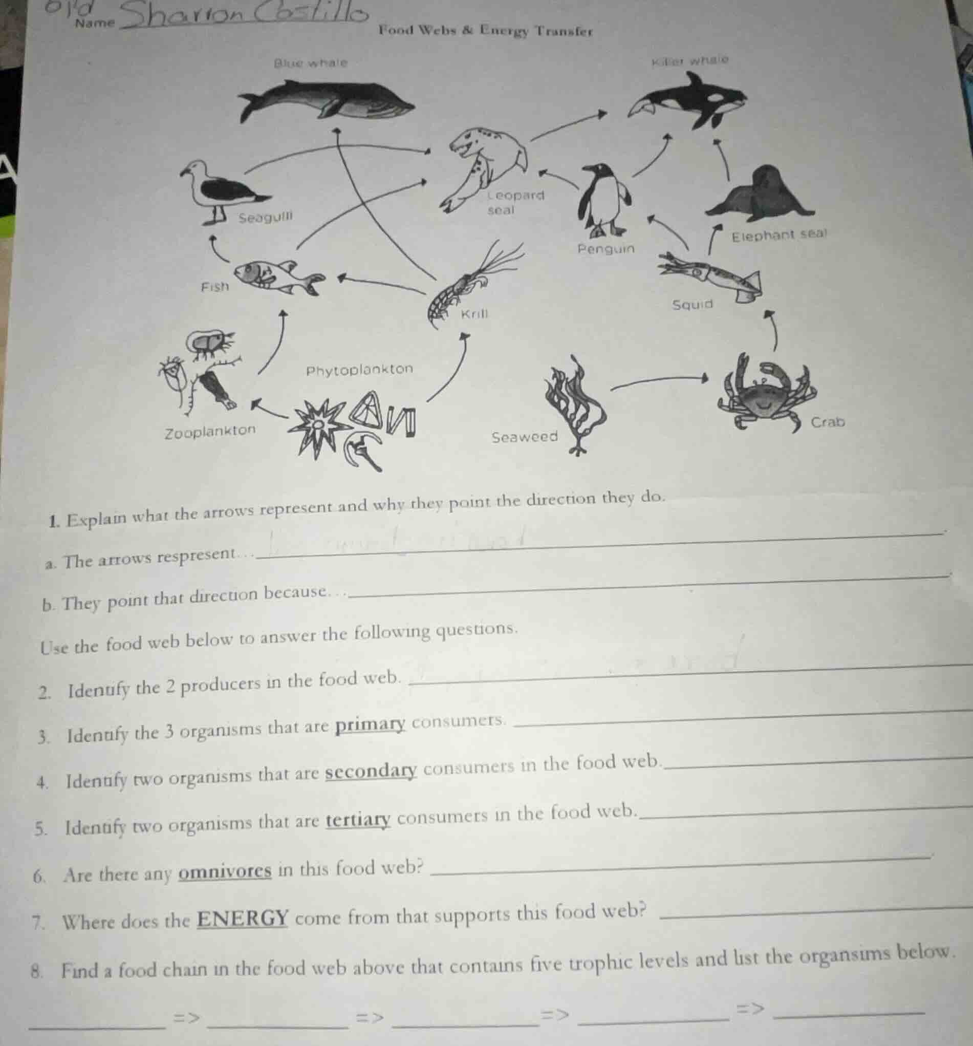 name sharon castillo food webs & energy transfer blue whale killer whal…