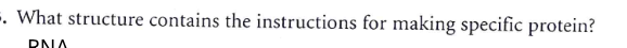 what structure contains the instructions for making specific protein? d…