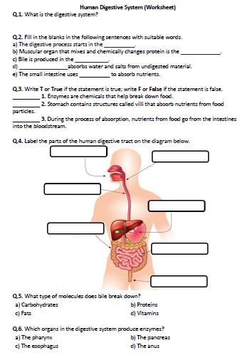 human digestive system (worksheet) q.1. what is the digestive system? q…