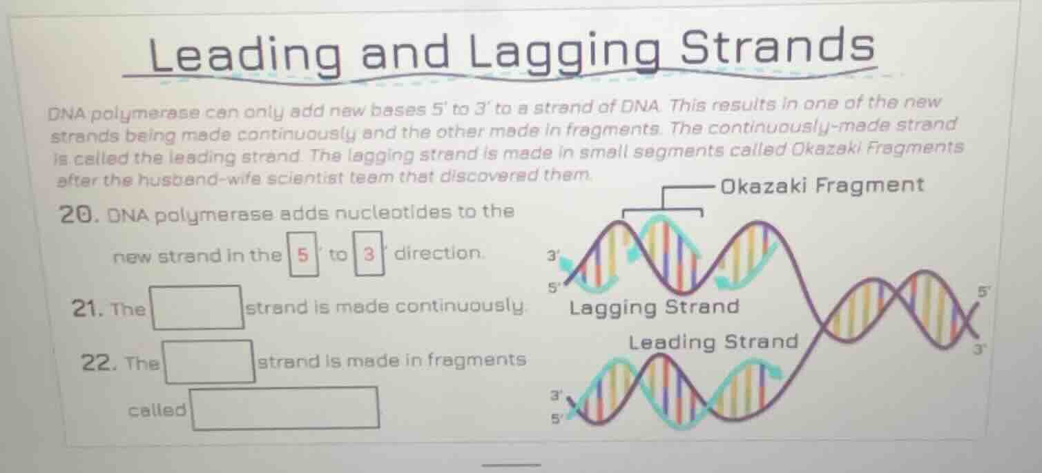 leading and lagging strands dna polymerase can only add new bases 5 to …
