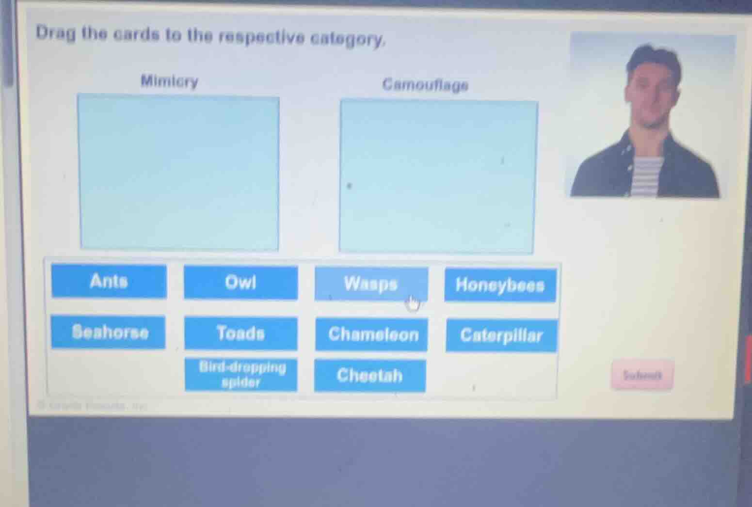 drag the cards to the respective category. mimicry camouflage ants owl …