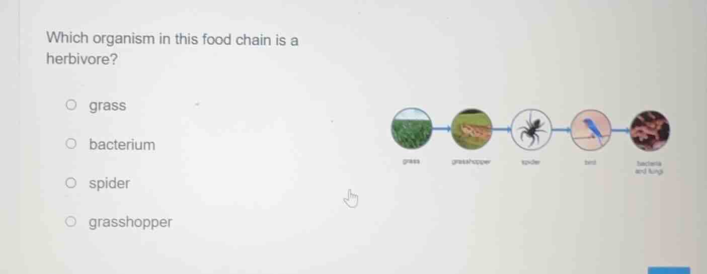 which organism in this food chain is a herbivore? ○ grass ○ bacterium ○…