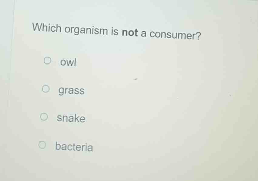 which organism is not a consumer? owl grass snake bacteria
