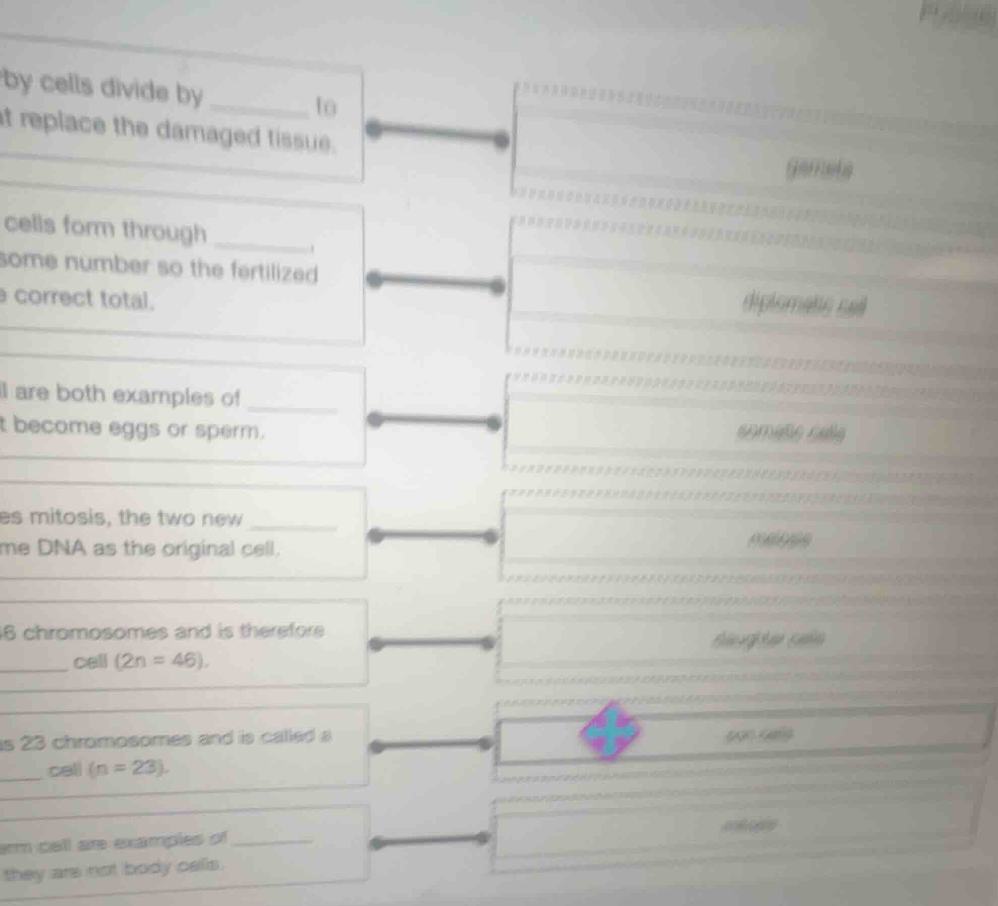 by cells divide by ______ to replace the damaged tissue. cells form thr…