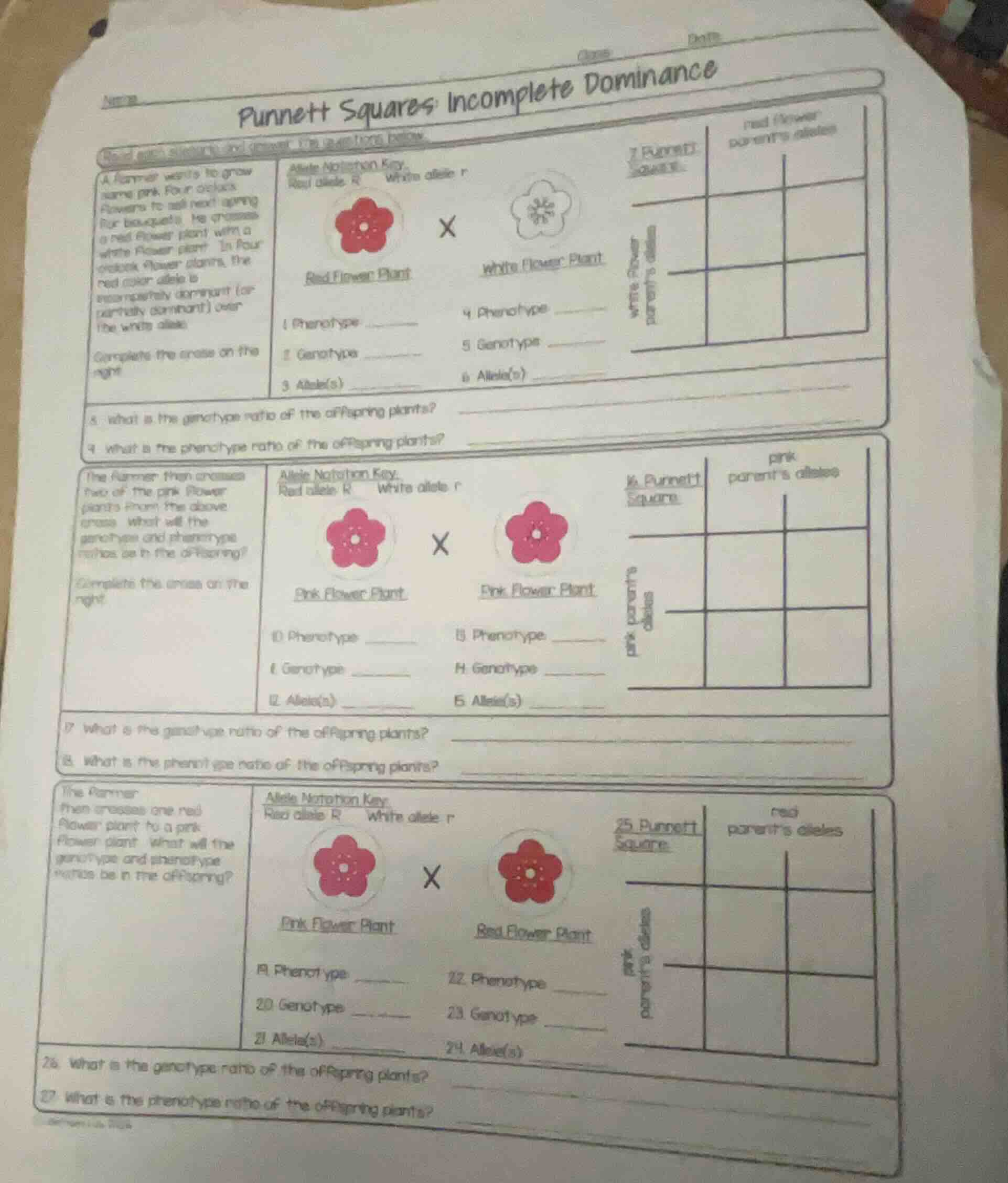 punnett squares: incomplete dominance a farmer wants to grow some pink …