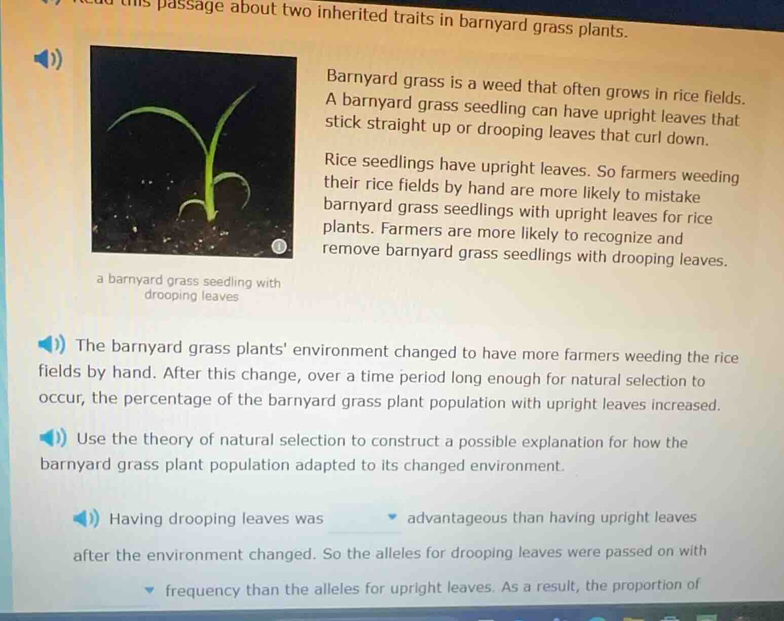 passage about two inherited traits in barnyard grass plants. barnyard g…