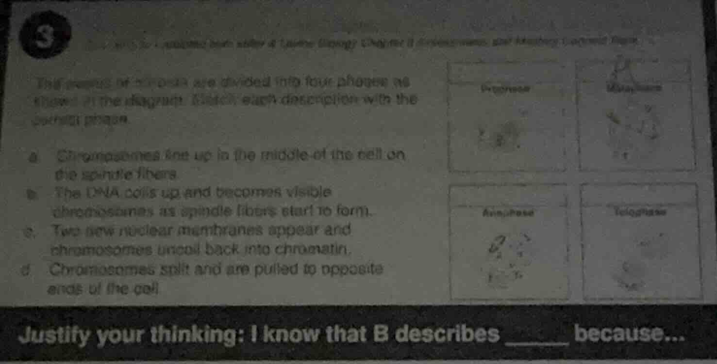 3 the process of mitosis are divided into four phases as shown in the d…