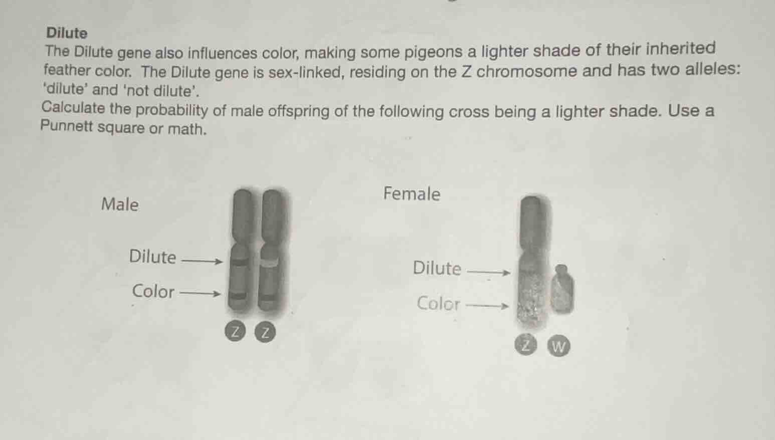 dilute the dilute gene also influences color, making some pigeons a lig…