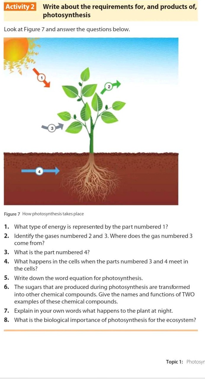 activity 2 write about the requirements for, and products of, photosynt…