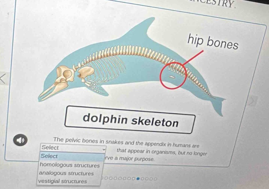 dolphin skeleton hip bones the pelvic bones in snakes and the appendix …