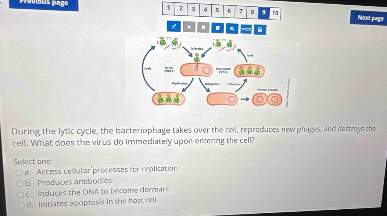 during the lytic cycle, the bacteriophage takes over the cell, reproduc…