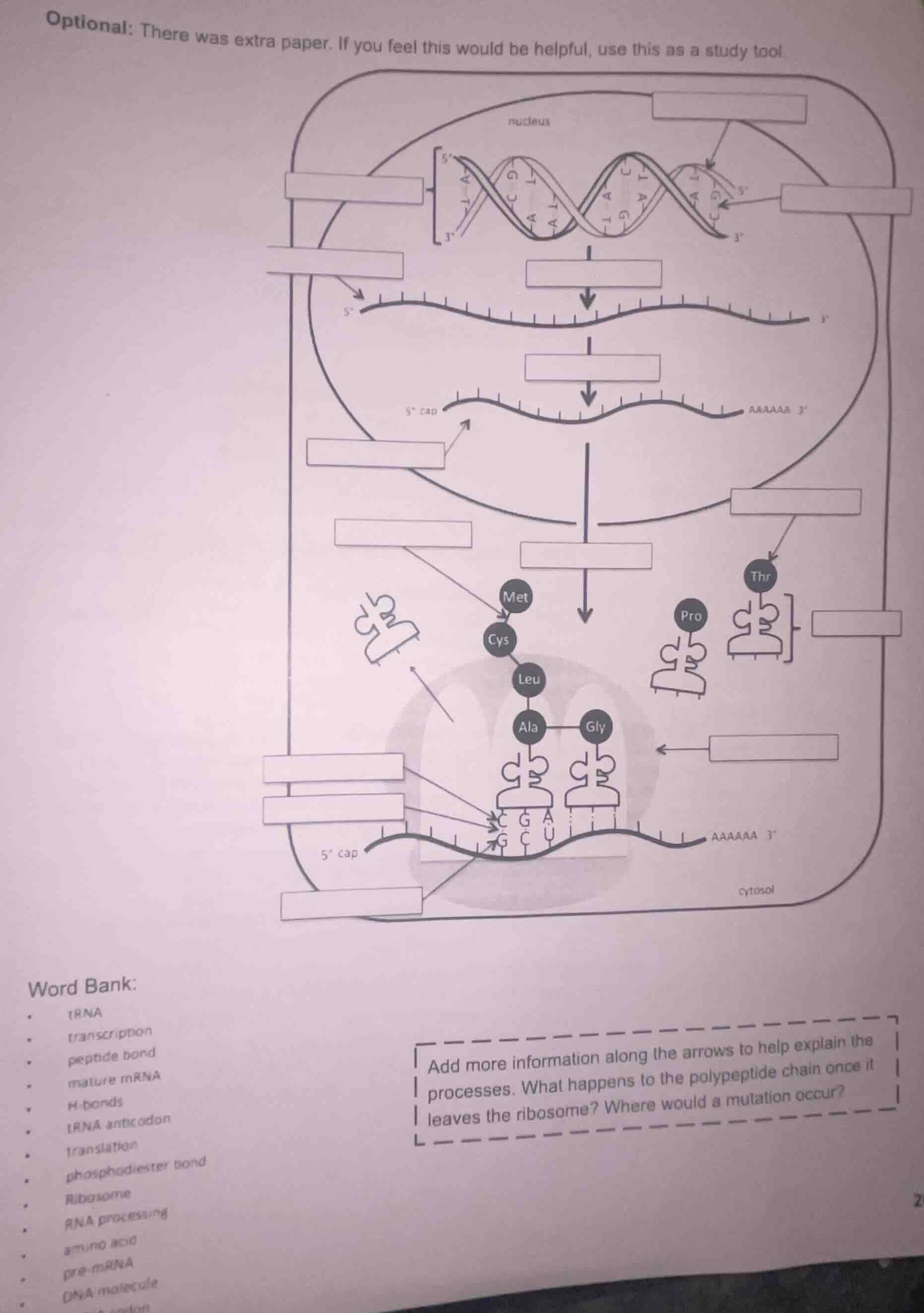 optional: there was extra paper. if you feel this would be helpful, use…