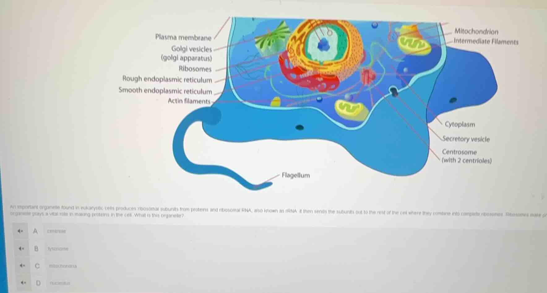 an important organelle found in eukaryotic cells produces ribosomal sub…