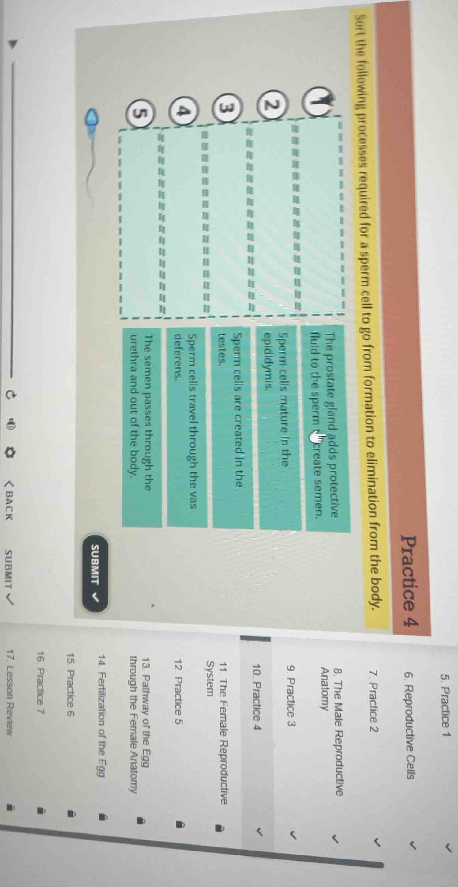sort the following processes required for a sperm cell to go from forma…
