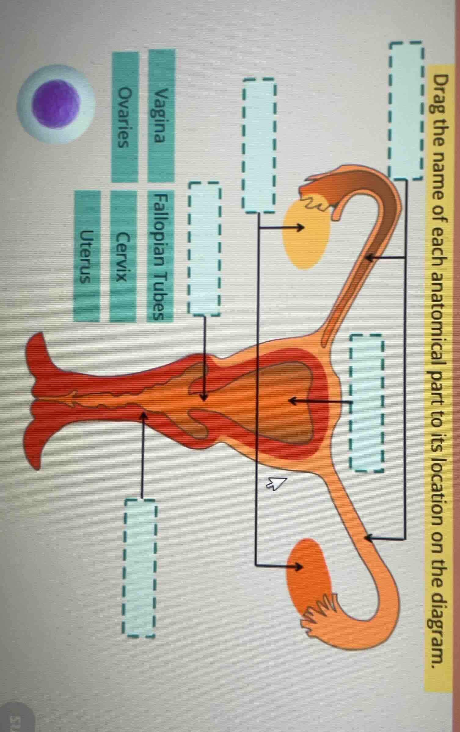 drag the name of each anatomical part to its location on the diagram. o…