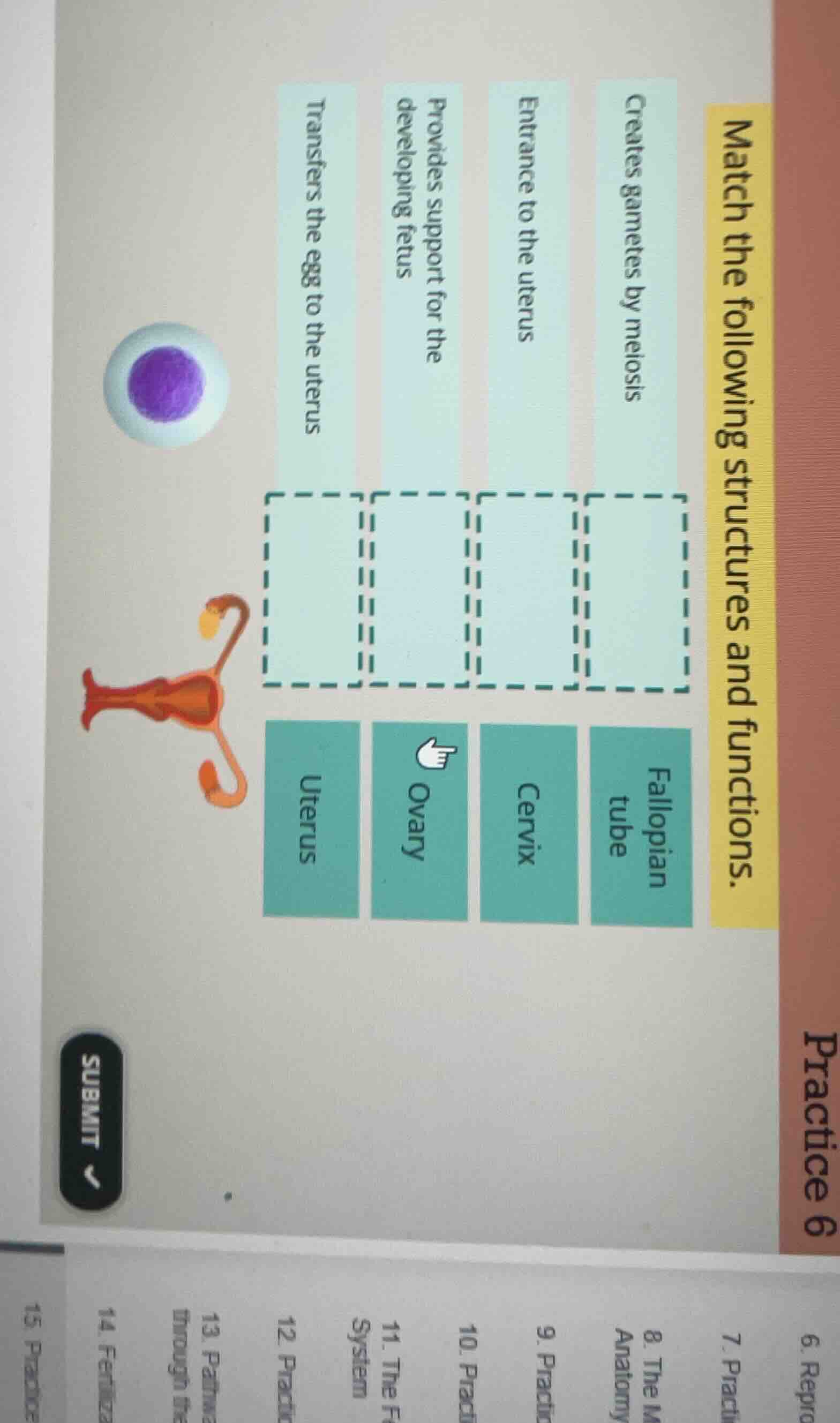match the following structures and functions. creates gametes by meiosi…