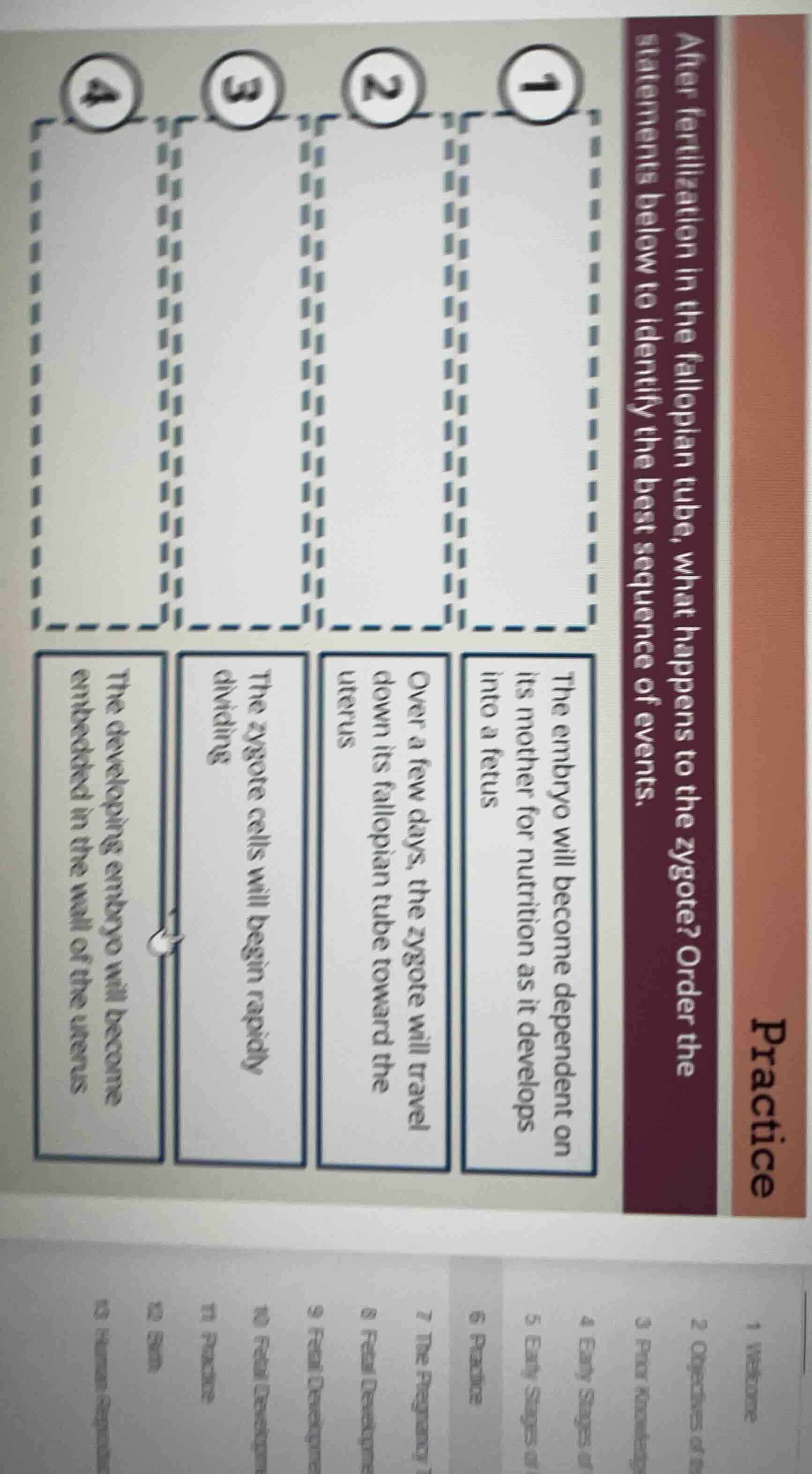 after fertilization in the fallopian tube, what happens to the zygote? …