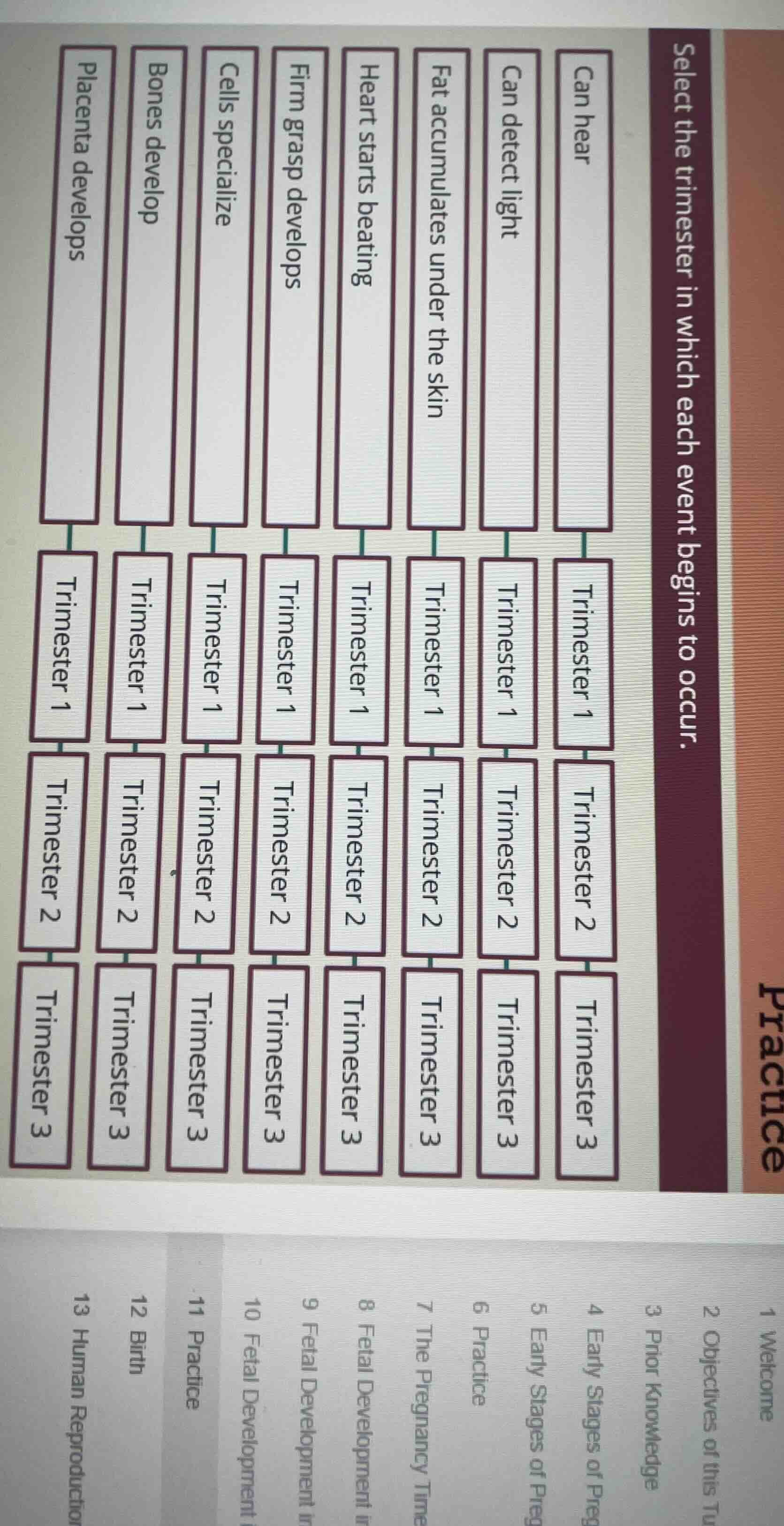 select the trimester in which each event begins to occur. can hear can …