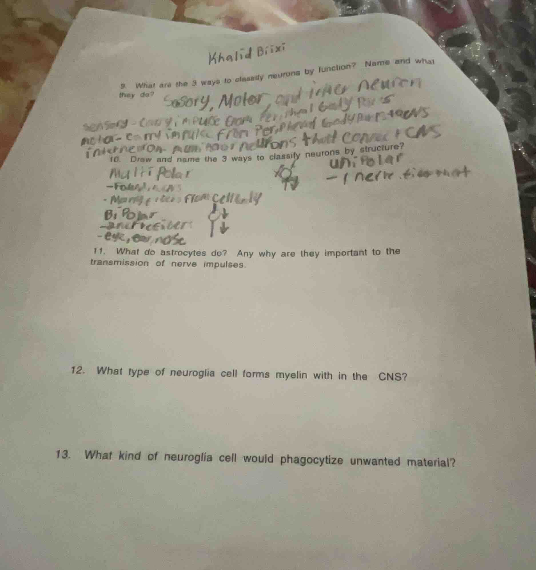 9. what are the 3 ways to classify neurons by function? name and what t…