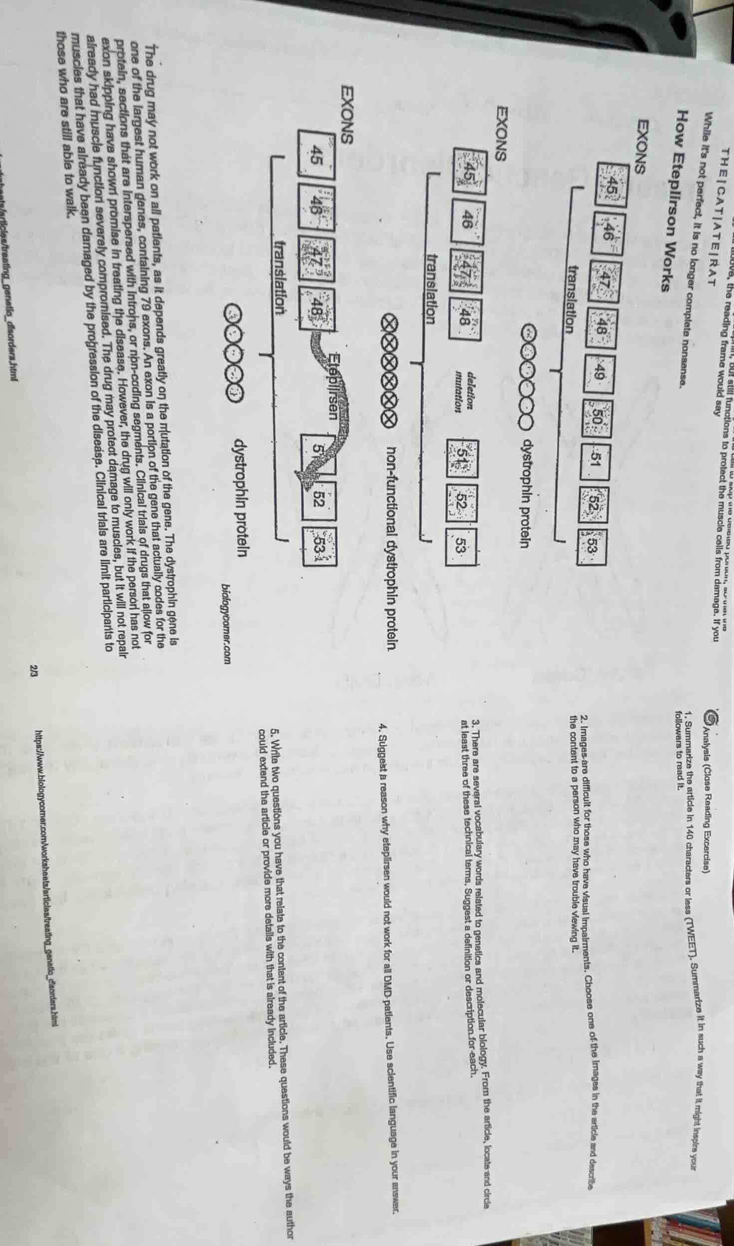 the icat|te|rat how eteplirson works exons translation dystrophin prote…