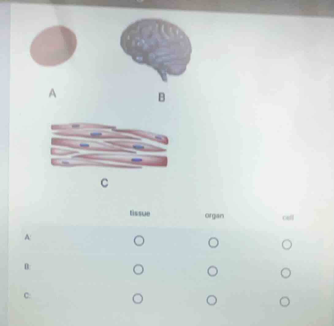 a b c tissue organ cell a: ○ ○ ○ b: ○ ○ ○ c: ○ ○ ○