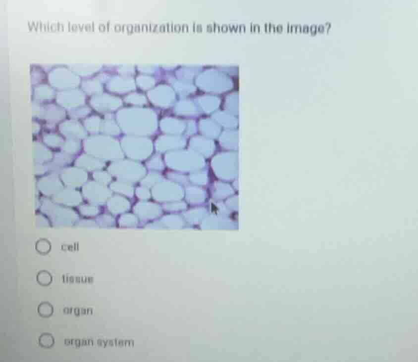 which level of organization is shown in the image? cell tissue organ or…
