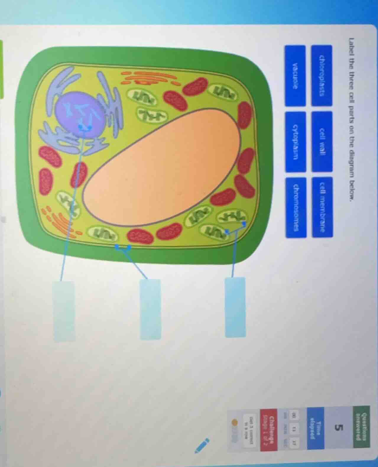 label the three cell parts on the diagram below. chloroplasts cell wall…