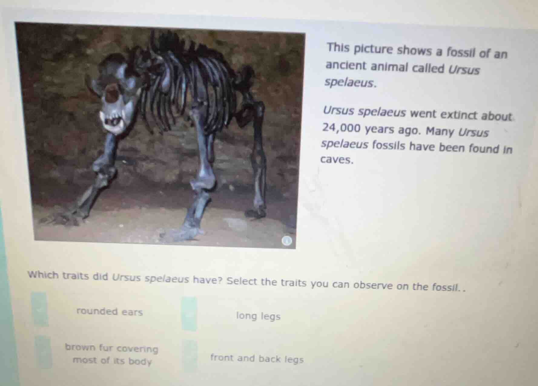 this picture shows a fossil of an ancient animal called ursus spelaeus.…