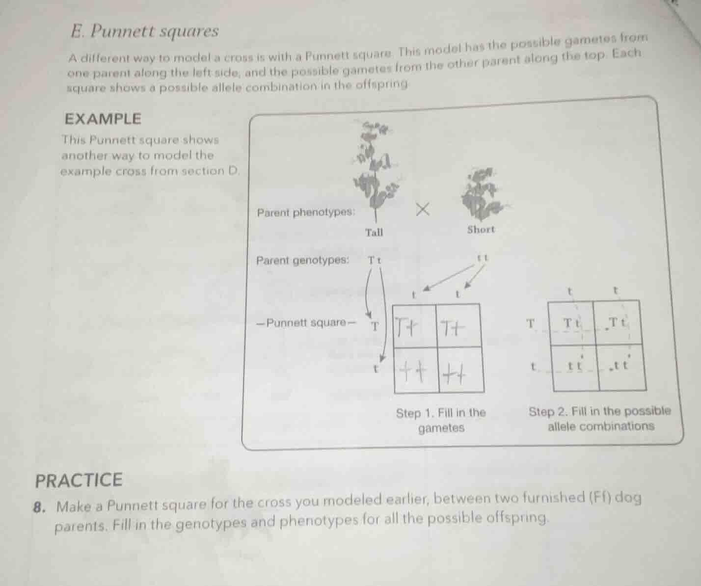 e. punnett squares a different way to model a cross is with a punnett s…