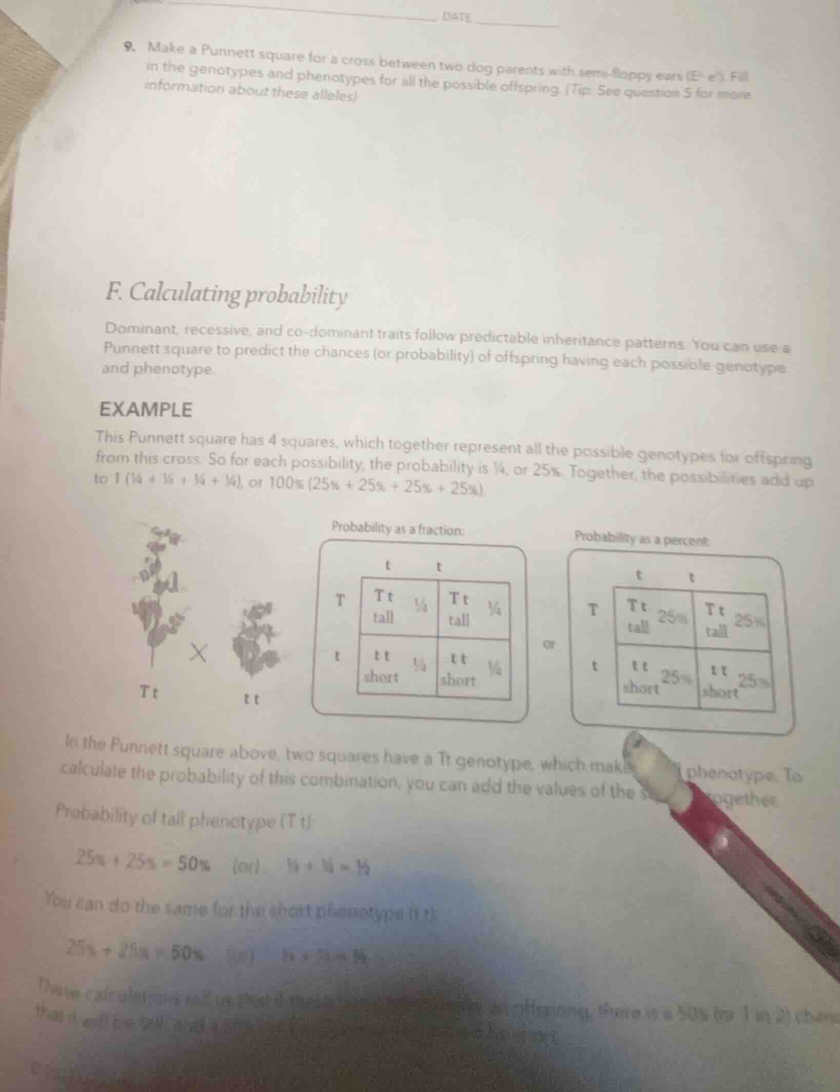 date 9. make a punnett square for a cross between two dog parents with …