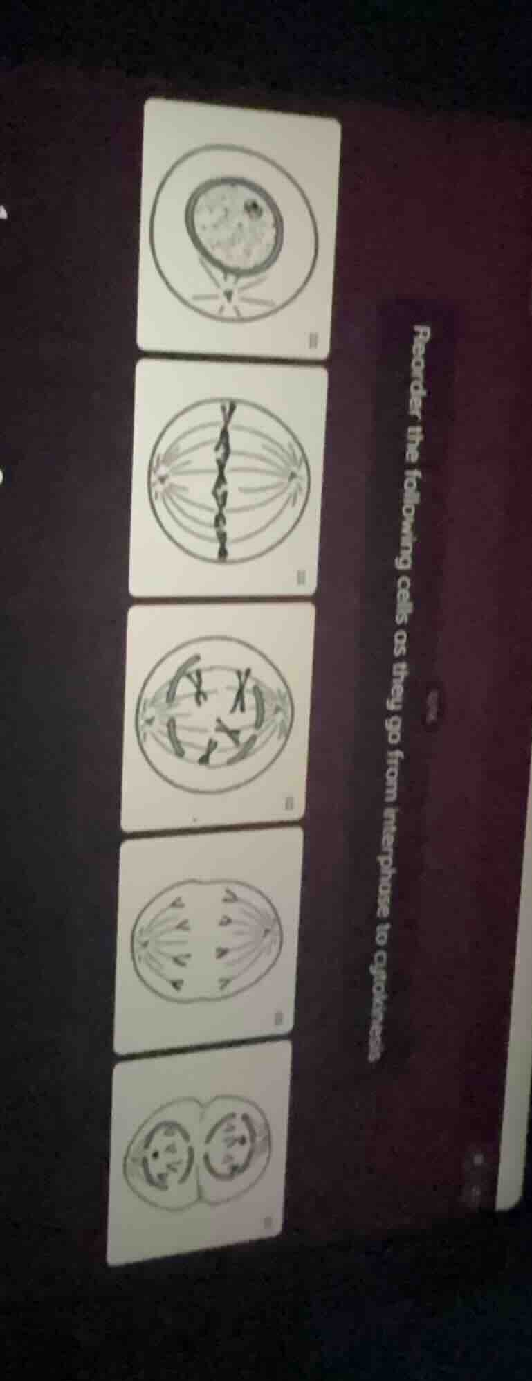 reorder the following cells as they go from interphase to cytokinesis