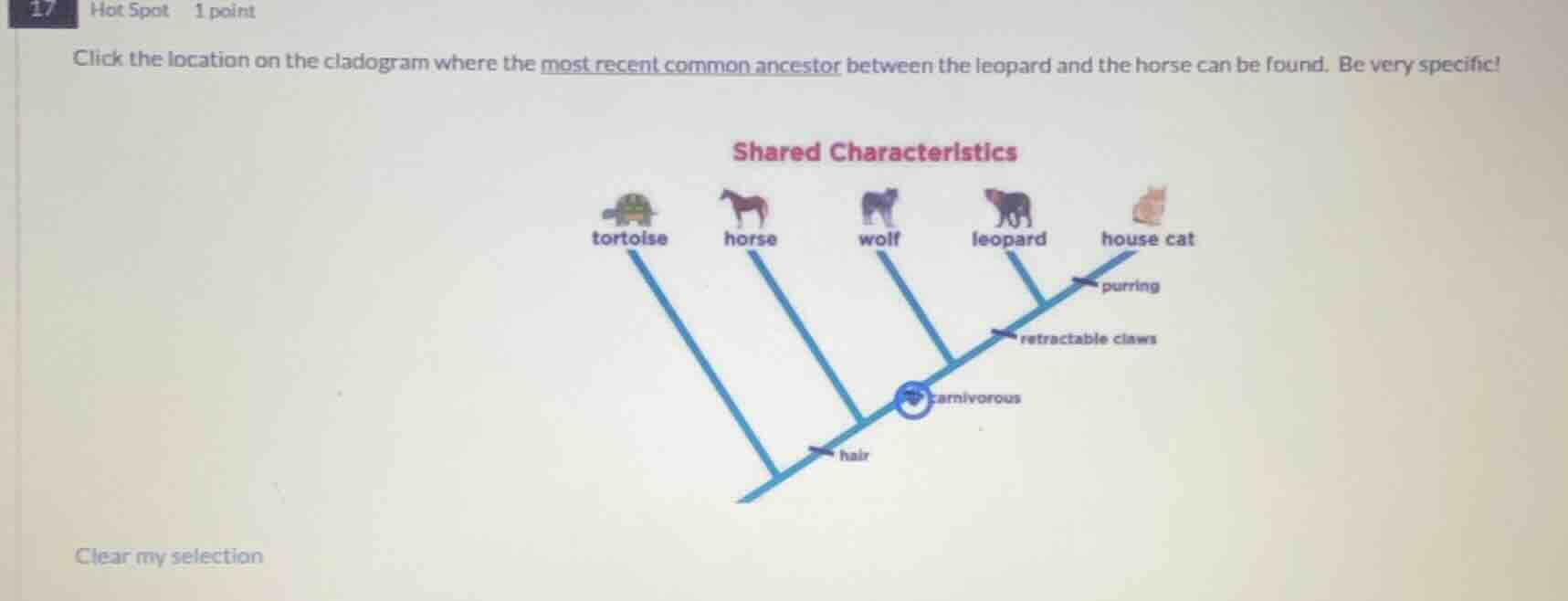 17 hot spot 1 point click the location on the cladogram where the most …