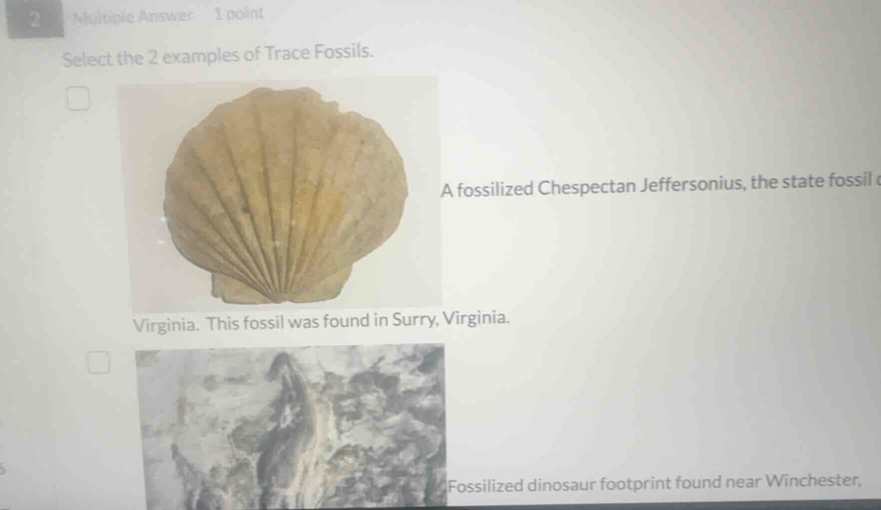 2 multiple answer 1 point select the 2 examples of trace fossils. a fos…
