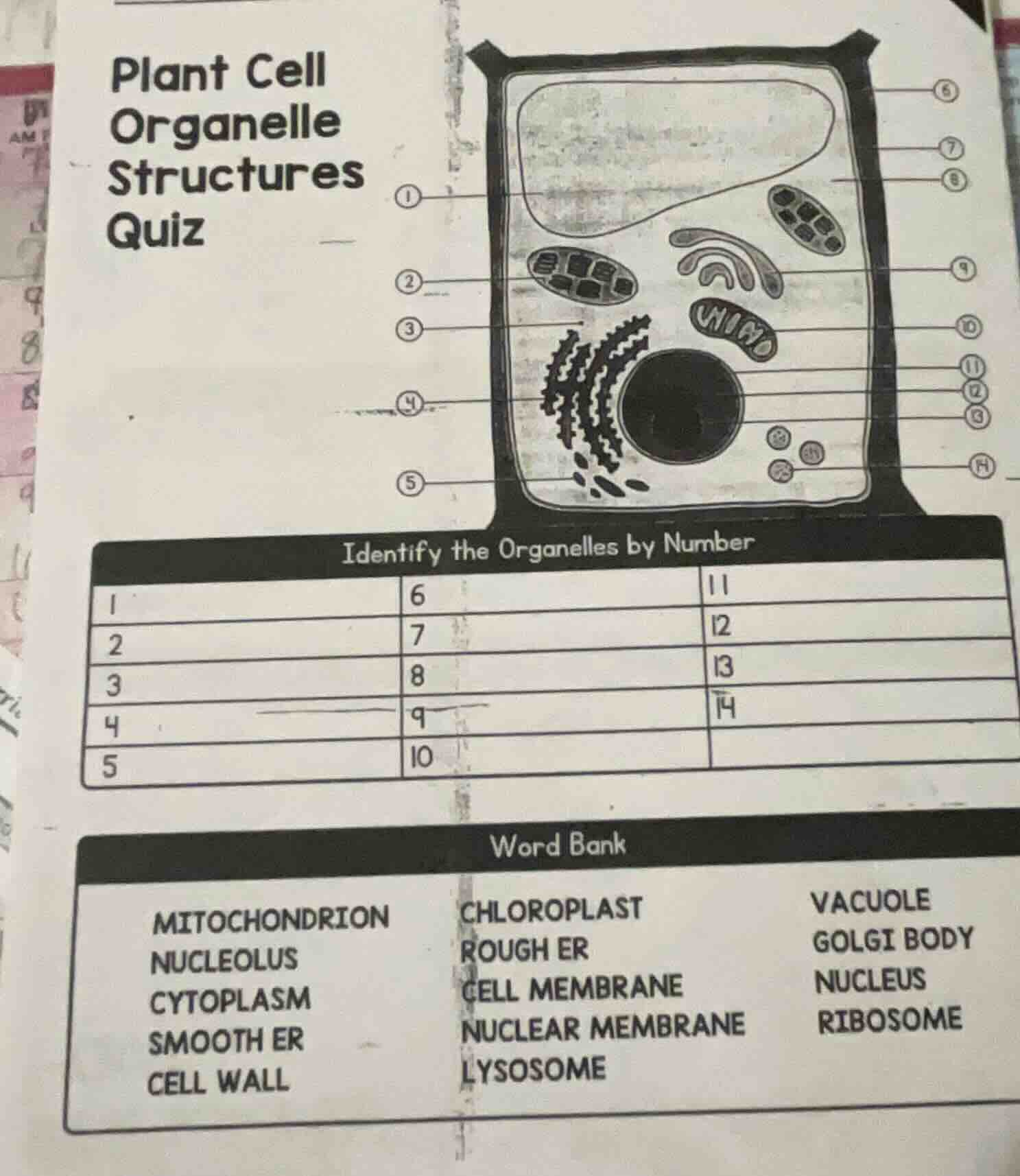 plant cell organelle structures quiz identify the organelles by number …